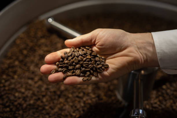Grãos de café em desenvolvimento de torra