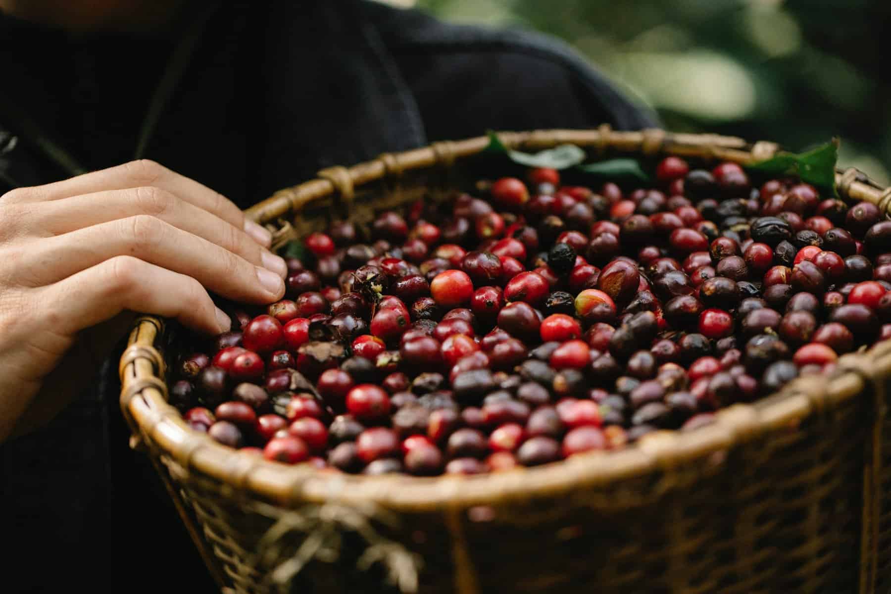 Plantação de café em montanha